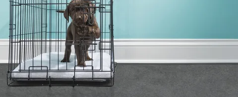 Dog Crate Training Scottsdale Helps Build Better Habits at Home